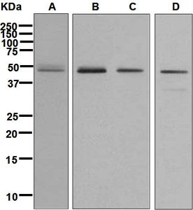 Western blot analysis on (A) human cerebellum, (B) fetal brain, (C) SH-SY5Y, and (D) SW-480 lysates using anti-ZIC1 antibody.