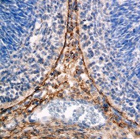 ZIC1 in Mouse Brain. ZIC1 was detected in immersion fixed frozen sections of mouse brain (cerebellum) using 15 ug/ml Goat Anti-Human/Mouse ZIC1 Antigen Affinity-purified Polyclonal Antibody overnight at 4°C. Tissue was stained with Anti-Goat HRP-DAB (brown) and counterstained with hematoxylin (blue).