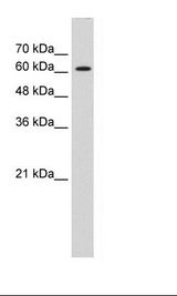 HepG2 Cell Lysate