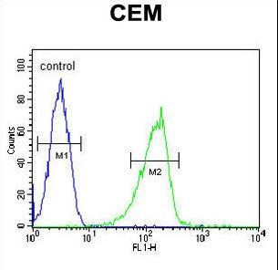 ZIC3 Antibody flow cytometry of CEM cells (right histogram) compared to a negative control cell (left histogram). FITC-conjugated goat-anti-rabbit secondary antibodies were used for the analysis.