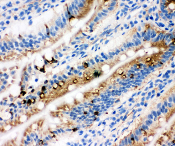 ZIF268 / EGR1 antibody. IHC(F): Rat Intestine Tissue.