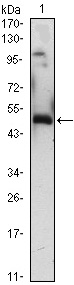 Western blot using EGR1 mouse monoclonal antibody against EGR1(AA: 282-433)-hIgGFc transfected HEK293 (1)cell lysate.