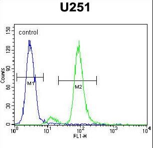 ZIK1 Antibody flow cytometry of U251 cells (right histogram) compared to a negative control cell (left histogram). FITC-conjugated goat-anti-rabbit secondary antibodies were used for the analysis.