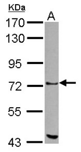 Sample (30 ug of whole cell lysate) A: 293T 7.5% SDS PAGE ZKSCAN1 antibody diluted at 1:1000