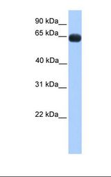 Fetal muscle lysate. Antibody concentration: 1.0 ug/ml. Gel concentration: 12%.