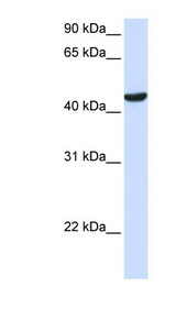ZNF134 antibody LS-C112155 Western blot of 293T cell lysate.