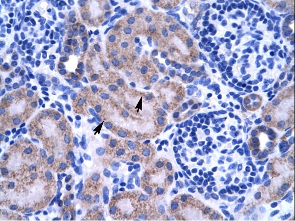 ZNF134 antibody LS-C31567 was used in IHC to stain formalin-fixed, paraffin-embedded human kidney.