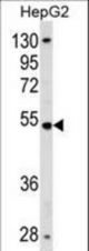 ZNF134 Antibody western blot of HepG2 cell line lysates (35 ug/lane). The ZNF134 antibody detected the ZNF134 protein (arrow).