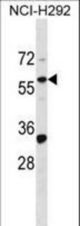 ZNF136 Antibody western blot of NCI-H292 cell line lysates (35 ug/lane). The ZNF136 antibody detected the ZNF136 protein (arrow).