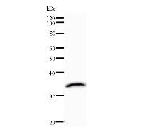 Western blot analysis of immunized recombinant protein, using anti-ZNF136 monoclonal antibody.