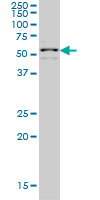 ZNF136 monoclonal antibody (M03), clone 5E9 Western Blot analysis of ZNF136 expression in HeLa NE.