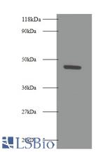 Western blot of Tumor necrosis factor receptor superfamily member 19L antibody at 2ug/ml + 293T whole cell lysate. Secondary: Goat polyclonal to Rabbit IgG at 1:10000 dilution. Predicted band size: 47 kDa. Observed band size: 47 kDa.