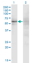 Western Blot analysis of ZNF180 expression in transfected 293T cell line by ZNF180 monoclonal antibody (M01), clone 4F3.Lane 1: ZNF180 transfected lysate(79.3 KDa).Lane 2: Non-transfected lysate.