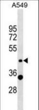 ZNF19 Antibody western blot of A549 cell line lysates (35 ug/lane). The ZNF19 antibody detected the ZNF19 protein (arrow).