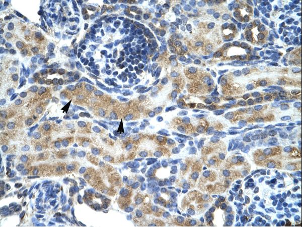 ZNF24 antibody LS-C29808 was used in IHC to stain formalin-fixed, paraffin-embedded human kidney.