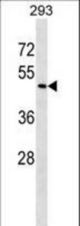 ZNF24 Antibody western blot of 293 cell line lysates (35 ug/lane). The ZNF24 antibody detected the ZNF24 protein (arrow).