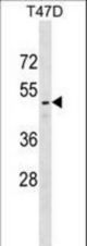 RELT Antibody western blot of T47D cell line lysates (35 ug/lane). The RELT antibody detected the RELT protein (arrow).