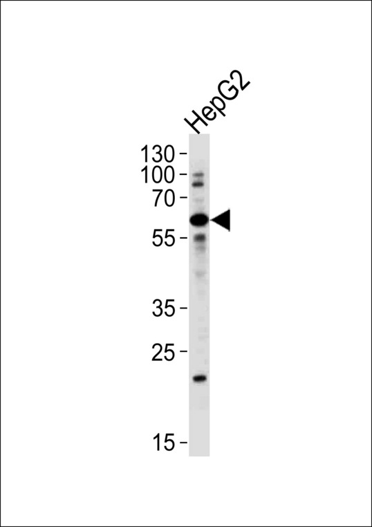 ZNF192 Antibody western blot of HepG2 cell line lysates (35 ug/lane). This demonstrates that the ZNF192 antibody detected the ZNF192 protein (arrow).