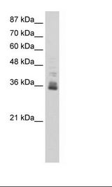 HepG2 Cell Lysate