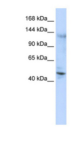 ZNF197 antibody LS-C101714 Western blot of 293T cell lysate.