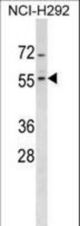 ZNF200 Antibody western blot of NCI-H292 cell line lysates (35 ug/lane). The ZNF200 antibody detected the ZNF200 protein (arrow).