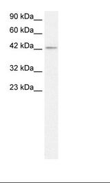 HepG2 Cell Lysate