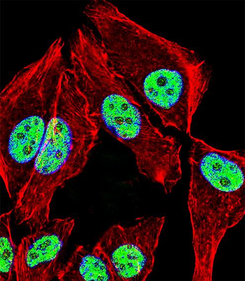 Fluorescent confocal image of A549 cell stained with ZNF207 Antibody. A549 cells were fixed with 4% PFA (20 min), permeabilized with Triton X-100 (0.1%, 10 min), then incubated with ZNF207 primary antibody (1:25, 1 h at 37°C). For secondary antibody, Alexa Fluor 488 conjugated donkey anti-rabbit antibody (green) was used (1:400, 50 min at 37°C). Cytoplasmic actin was counterstained with Alexa Fluor 555 (red) conjugated Phalloidin (7units/ml, 1 h at 37°C). Nuclei were counterstained with DAPI (blue) (10 ug/ml, 10 min). ZNF207 immunoreactivity is localized to Nucleus significantly.