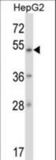 ZNF207 Antibody western blot of HepG2 cell line lysates (35 ug/lane). The ZNF207 antibody detected the ZNF207 protein (arrow).