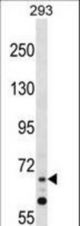ZNF214 Antibody western blot of 293 cell line lysates (35 ug/lane). The ZNF214 antibody detected the ZNF214 protein (arrow).