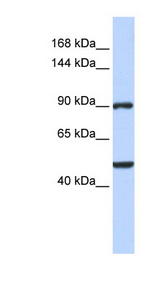 ZNF217 antibody LS-C109810 Western blot of HeLa lysate.
