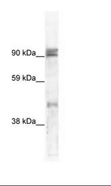 Fetal small Intestine Lysate