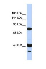 Western blot of Human HeLa. ZNF235 antibody dilution 1.0 ug/ml.