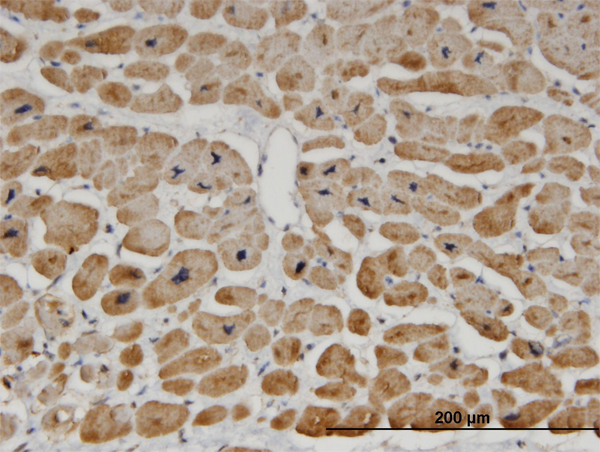 Immunoperoxidase of monoclonal antibody to ZNF239 on formalin-fixed paraffin-embedded human heart. [antibody concentration 3 ug/ml]