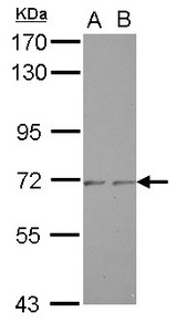 Sample (30 ug of whole cell lysate) A: A549 B: HeLa 7.5% SDS PAGE ZNF248 antibody diluted at 1:1000