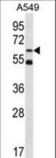 ZNF248 Antibody western blot of A549 cell line lysates (35 ug/lane). The ZNF248 antibody detected the ZNF248 protein (arrow).