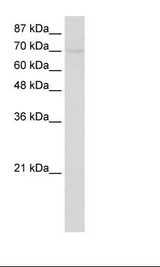 Transfected 293T Cell Lysate