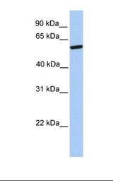 721_B cell lysate. Antibody concentration: 1.0 ug/ml. Gel concentration: 12%.