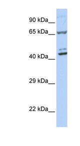 ZNF324 antibody LS-C101656 Western blot of 721_B cell lysate.