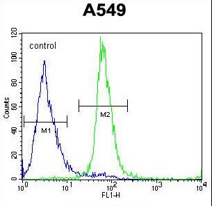 ZNF324B Antibody flow cytometry of A549 cells (right histogram) compared to a negative control cell (left histogram). FITC-conjugated goat-anti-rabbit secondary antibodies were used for the analysis.