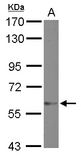 Sample (30 ug of whole cell lysate) A: MCF-7 7.5% SDS PAGE ZNF329 antibody diluted at 1:2000