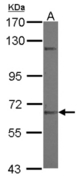 Sample (30 ug of whole cell lysate) A: NT2D1 7.5% SDS PAGE ZNF334 antibody diluted at 1:1000