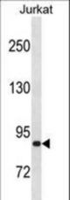 ZNF337 Antibody western blot of Jurkat cell line lysates (35 ug/lane). The ZNF337 antibody detected the ZNF337 protein (arrow).