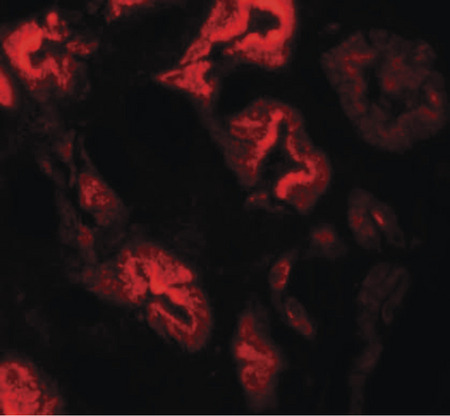 Immunofluorescence of ZNF346 in human kidney tissue with ZNF346 antibody at 20 ug/ml.