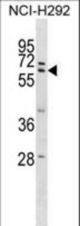 ZNF350 Antibody western blot of NCI-H292 cell line lysates (35 ug/lane). The ZNF350 antibody detected the ZNF350 protein (arrow).