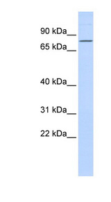 ZNF354A antibody LS-C101447 Western blot of 293T cell lysate.