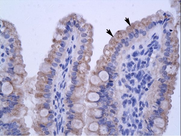 ZNF358 antibody LS-C31152 was used in IHC to stain formalin-fixed, paraffin-embedded human intestine.