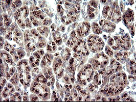 IHC of paraffin-embedded Human pancreas tissue using anti-ZNF365 mouse monoclonal antibody. (Heat-induced epitope retrieval by 10mM citric buffer, pH6.0, 120°C for 3min).