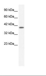HepG2 Cell Lysate