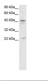 HepG2 Cell Lysate