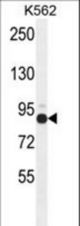 ZNF366 Antibody western blot of K562 cell line lysates (35 ug/lane). The ZNF366 antibody detected the ZNF366 protein (arrow).